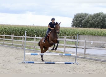 Caballo de deporte irlandés, Yegua, 4 años, 162 cm, Castaño