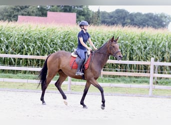 Caballo de deporte irlandés, Yegua, 4 años, 162 cm, Castaño