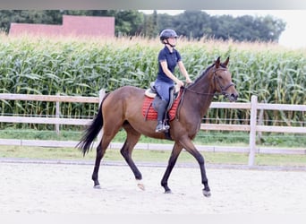 Caballo de deporte irlandés, Yegua, 4 años, 162 cm, Castaño
