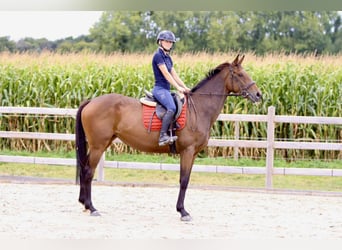 Caballo de deporte irlandés, Yegua, 4 años, 162 cm, Castaño