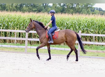 Caballo de deporte irlandés, Yegua, 4 años, 162 cm, Castaño