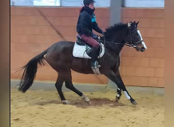 Caballo de deporte irlandés, Yegua, 4 años, 162 cm, Castaño