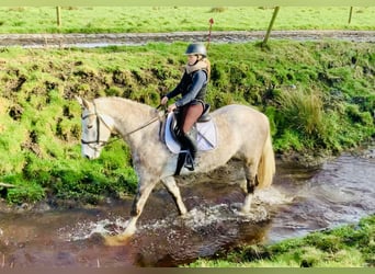 Caballo de deporte irlandés, Yegua, 4 años, 162 cm, Tordo