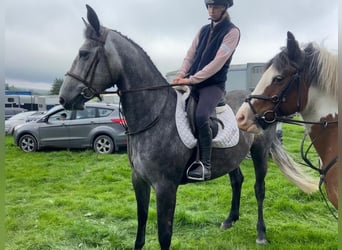 Caballo de deporte irlandés, Yegua, 4 años, 163 cm, Tordo rodado