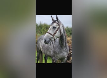 Caballo de deporte irlandés, Yegua, 4 años, 163 cm, Tordo rodado