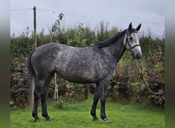 Caballo de deporte irlandés, Yegua, 4 años, 163 cm, Tordo rodado