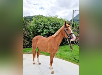 Caballo de deporte irlandés, Yegua, 4 años, 164 cm, Alazán