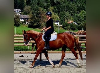 Caballo de deporte irlandés, Yegua, 4 años, 164 cm, Alazán