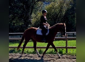 Caballo de deporte irlandés, Yegua, 4 años, 164 cm, Alazán