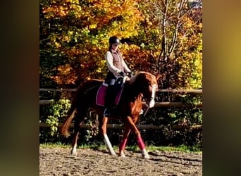 Caballo de deporte irlandés, Yegua, 4 años, 164 cm, Alazán