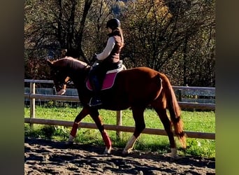 Caballo de deporte irlandés, Yegua, 4 años, 164 cm, Alazán