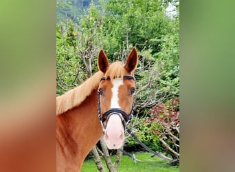 Caballo de deporte irlandés, Yegua, 4 años, 164 cm, Alazán