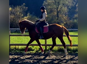 Caballo de deporte irlandés, Yegua, 4 años, 164 cm, Alazán