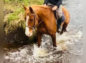 Caballo de deporte irlandés, Yegua, 4 años, 164 cm, Alazán