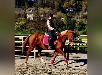 Caballo de deporte irlandés, Yegua, 4 años, 164 cm, Alazán