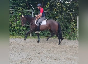 Caballo de deporte irlandés, Yegua, 4 años, 164 cm, Castaño