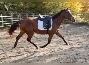 Caballo de deporte irlandés, Yegua, 4 años, 164 cm, Castaño