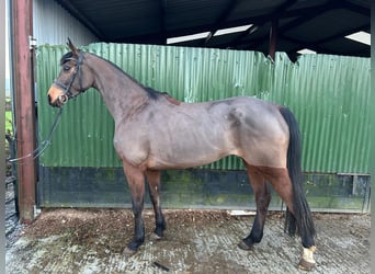 Caballo de deporte irlandés, Yegua, 4 años, 165 cm, Castaño rojizo