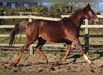 Caballo de deporte irlandés, Yegua, 4 años, 167 cm, Alazán-tostado