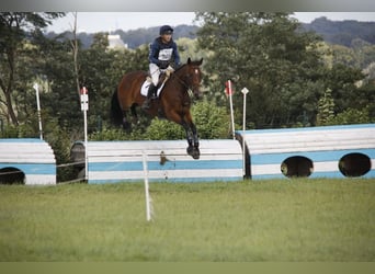 Caballo de deporte irlandés, Yegua, 4 años, 167 cm, Castaño