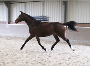 Caballo de deporte irlandés, Yegua, 4 años, 167 cm, Castaño