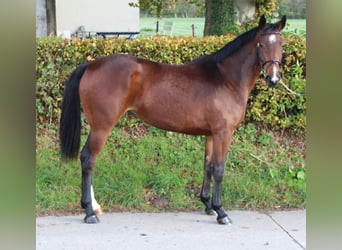 Caballo de deporte irlandés, Yegua, 4 años, 167 cm, Castaño