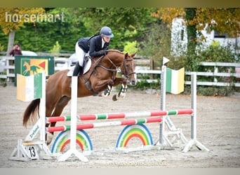 Caballo de deporte irlandés, Yegua, 4 años, 168 cm, Alazán-tostado