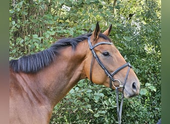 Caballo de deporte irlandés, Yegua, 4 años, 168 cm, Castaño