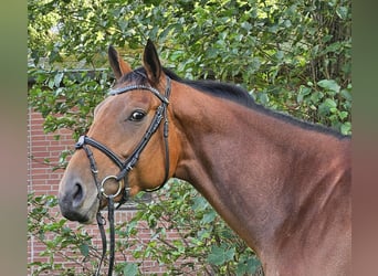 Caballo de deporte irlandés, Yegua, 4 años, 168 cm, Castaño