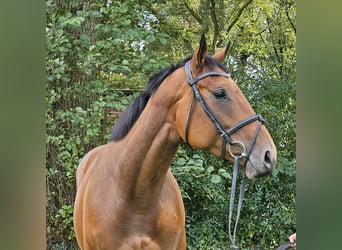 Caballo de deporte irlandés, Yegua, 4 años, 168 cm, Castaño