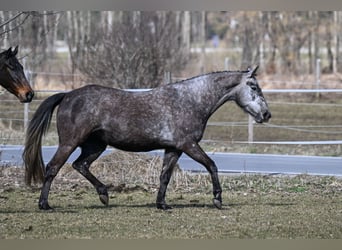 Caballo de deporte irlandés, Yegua, 4 años, 169 cm, Musgo