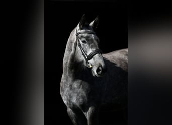 Caballo de deporte irlandés, Yegua, 4 años, 169 cm, Musgo