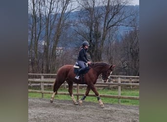 Caballo de deporte irlandés, Yegua, 4 años, 175 cm, Alazán-tostado