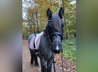 Caballo de deporte irlandés Mestizo, Yegua, 5 años, 118 cm