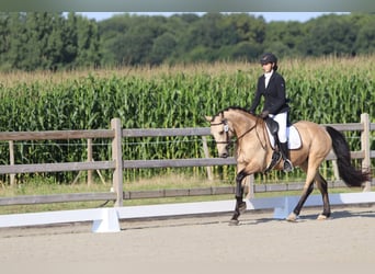 Caballo de deporte irlandés, Yegua, 5 años, 151 cm, Bayo