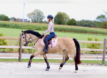 Caballo de deporte irlandés, Yegua, 5 años, 151 cm, Bayo