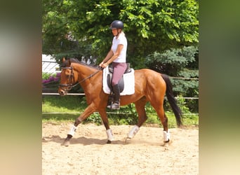 Caballo de deporte irlandés, Yegua, 5 años, 152 cm, Castaño