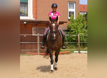 Caballo de deporte irlandés, Yegua, 5 años, 152 cm, Castaño