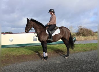 Caballo de deporte irlandés, Yegua, 5 años, 152 cm, Castaño oscuro