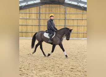 Caballo de deporte irlandés, Yegua, 5 años, 152 cm, Castaño oscuro