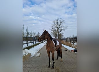 Caballo de deporte irlandés, Yegua, 5 años, 154 cm, Castaño