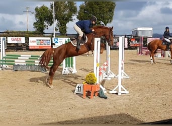 Caballo de deporte irlandés, Yegua, 5 años, 158 cm, Alazán-tostado