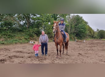 Caballo de deporte irlandés, Yegua, 5 años, 158 cm, Alazán-tostado