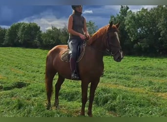 Caballo de deporte irlandés, Yegua, 5 años, 158 cm, Alazán-tostado