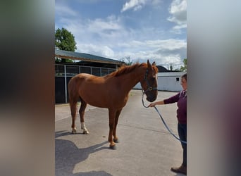 Caballo de deporte irlandés, Yegua, 5 años, 158 cm, Alazán-tostado