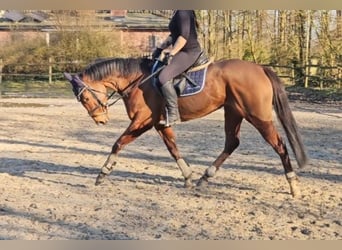 Caballo de deporte irlandés, Yegua, 5 años, 158 cm, Castaño