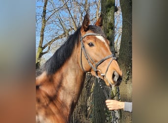 Caballo de deporte irlandés, Yegua, 5 años, 158 cm, Castaño