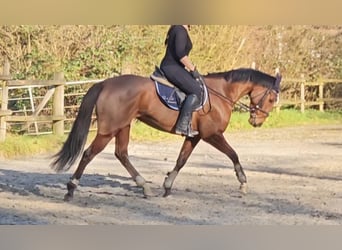 Caballo de deporte irlandés, Yegua, 5 años, 158 cm, Castaño