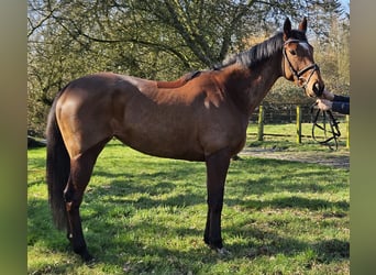 Caballo de deporte irlandés, Yegua, 5 años, 158 cm, Castaño