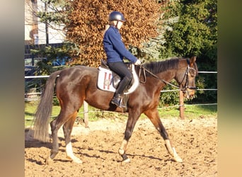 Caballo de deporte irlandés, Yegua, 5 años, 158 cm, Castaño oscuro